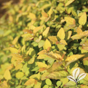 Gold Mound Spirea