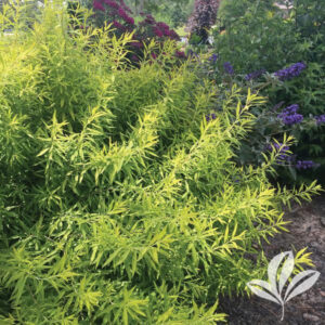 Gold Thread Spirea