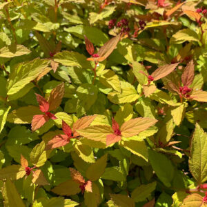Magic Carpet Spirea Leaf Close Up
