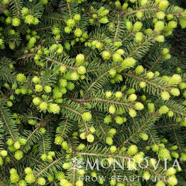 Dwarf Norway Spruce (Pumilla)