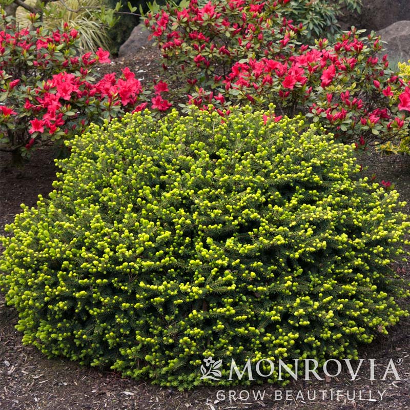 Dwarf Norway Spruce (Pumilla)