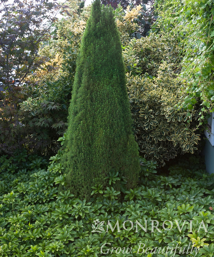 Dwarf Alberta Spruce