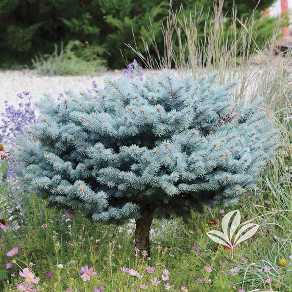 Globosa Spruce