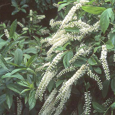 Little Henry Sweetspire