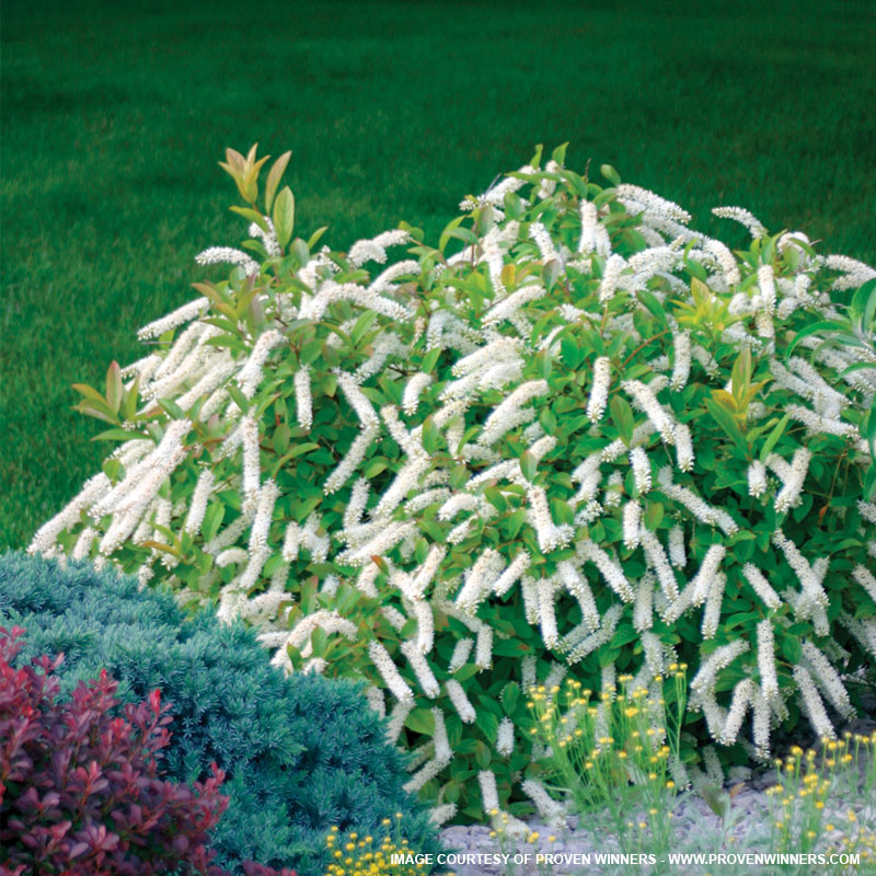 Little Henry Sweetspire