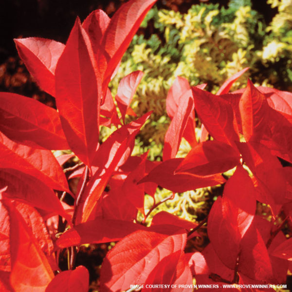 Little Henry Sweetspire