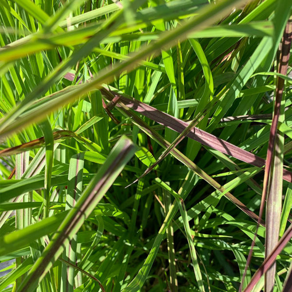 Switch Grass – Shenandoah