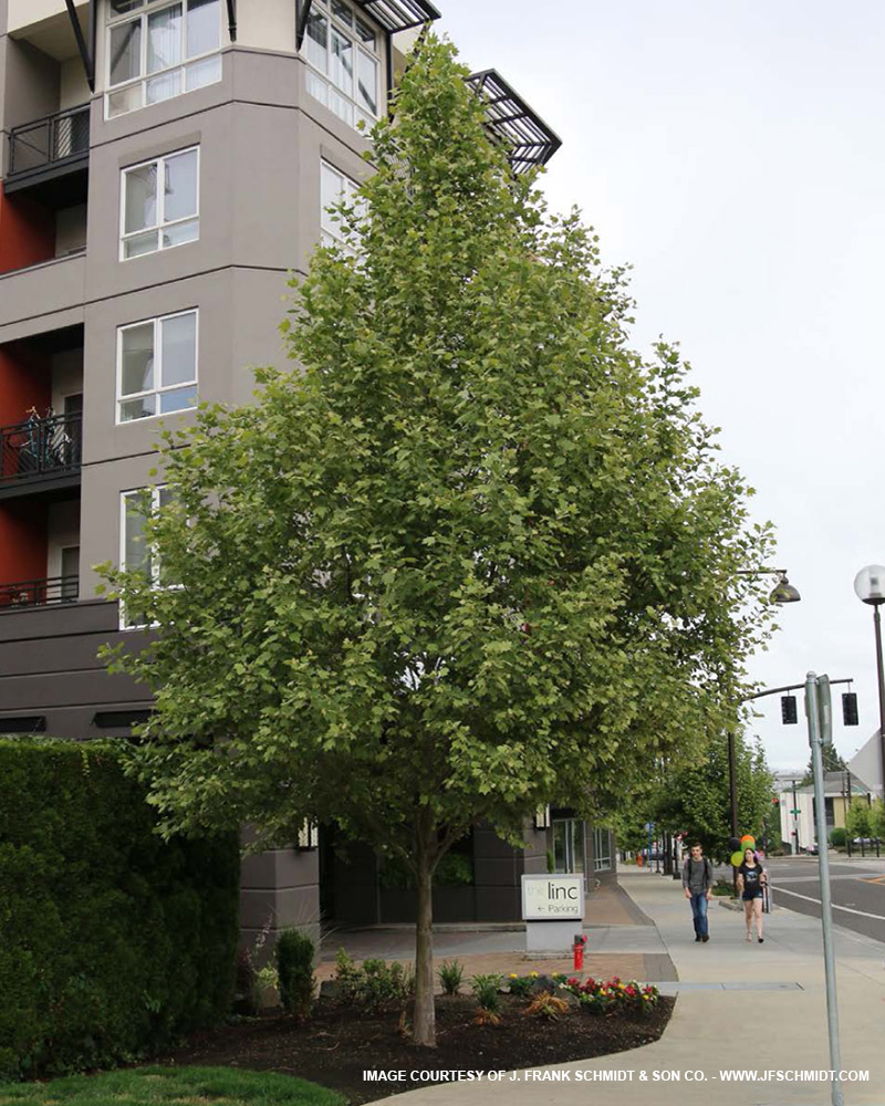 Exclamation Sycamore