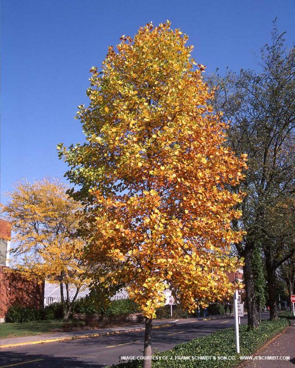 Tulip Tree