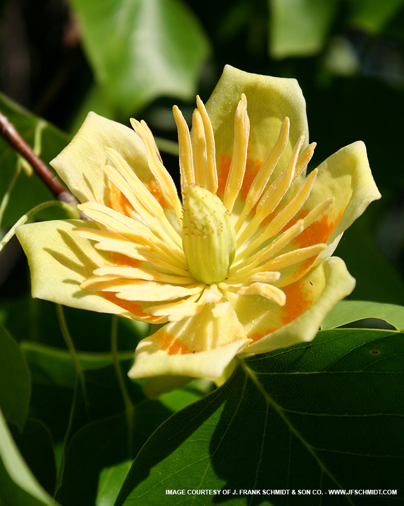 Tulip Tree