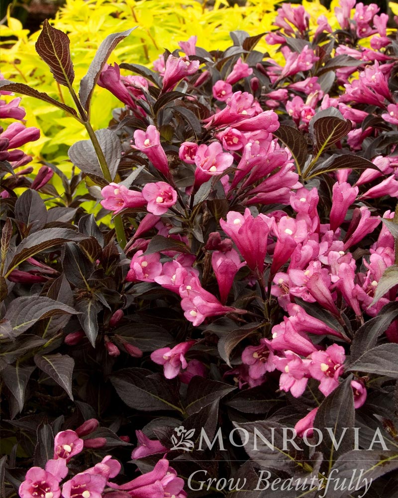 Dark Horse Weigela