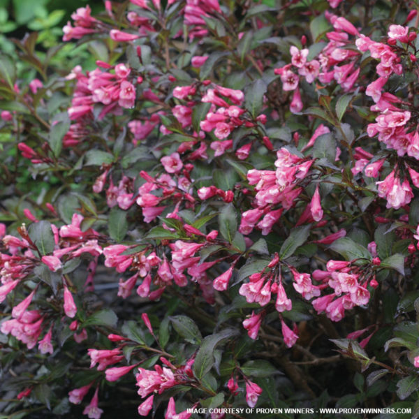 Fine Wine Weigela