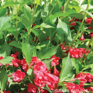 Red Prince Weigela Blooms