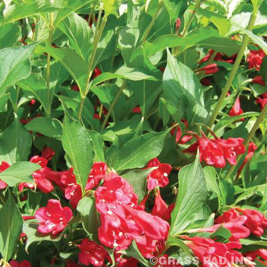 Red Prince Weigela