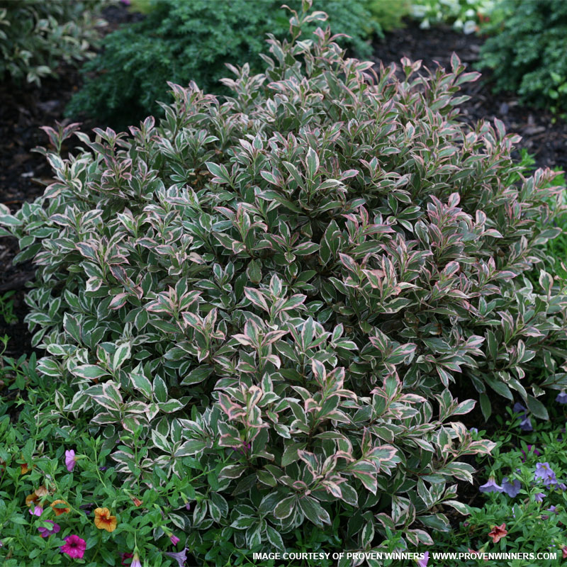 Dwarf Variegated Weigela