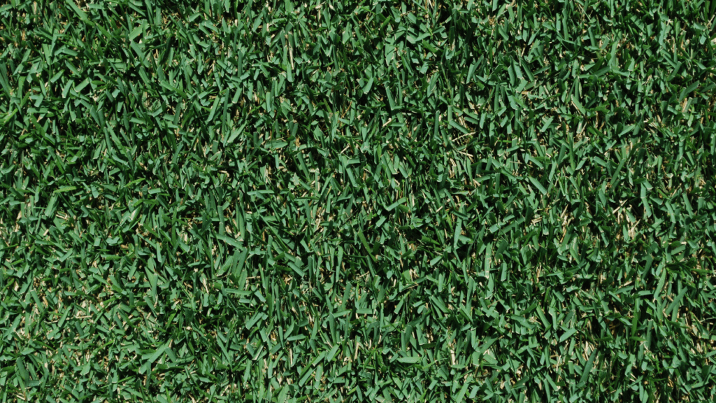 zoysia turf