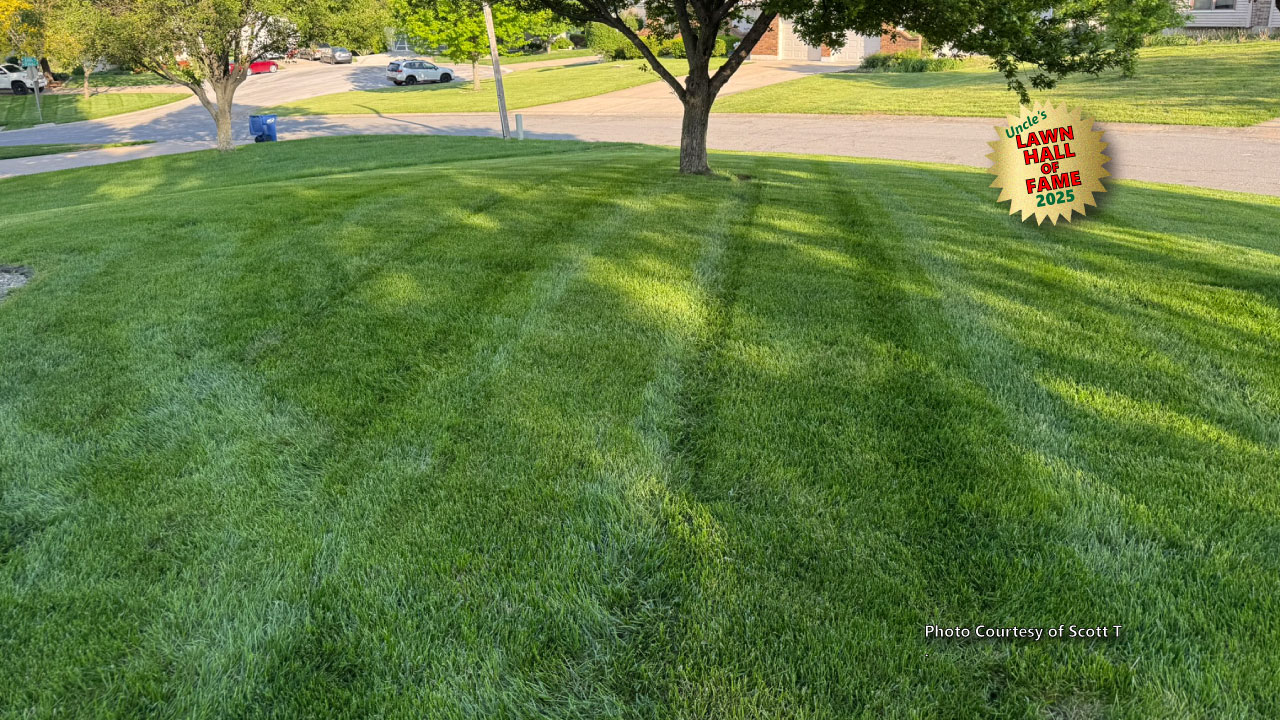 Image of a thick, lush, dark green front lawn that was submitted by a customer.