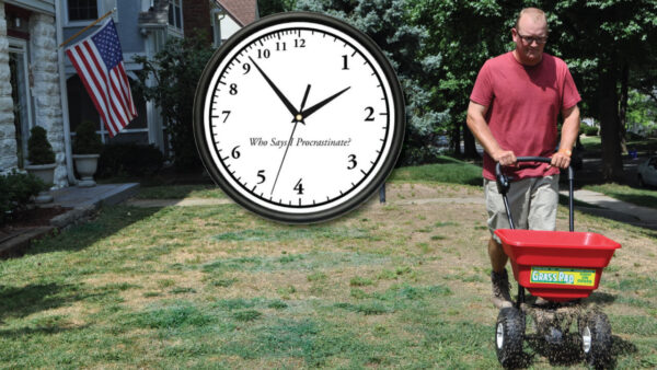 How to Control Weeds After Overseeding | Grass Pad